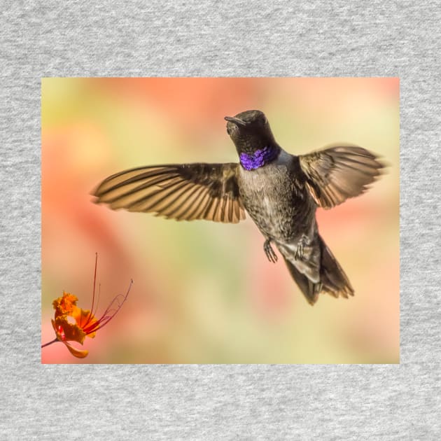 Black-chinned Hummingbird by MCHerdering